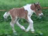 Le monde animal Le monde animal