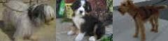 Choisir son chien Choisir son chien