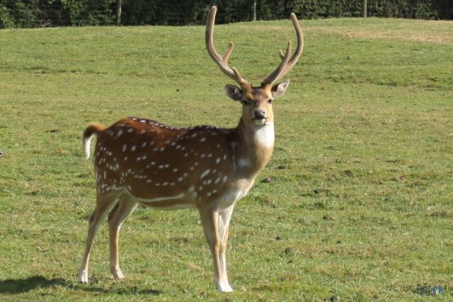 Le cerf axis Le cerf axis