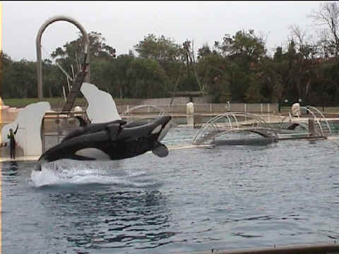 La baleine à dents en train de voler à Marineland La baleine à dents en train de voler à Marineland