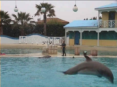 Saut de dauphins Saut de dauphins