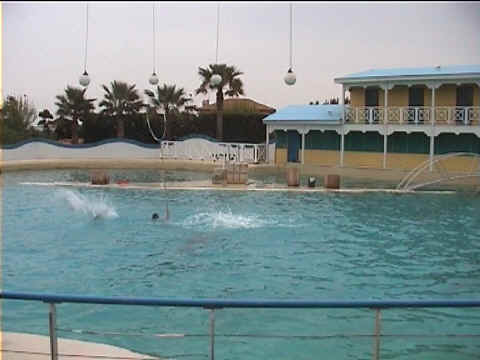 Dauphins et cerceaux Dauphins et cerceaux