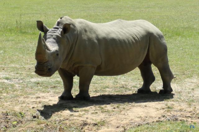 Le rhinoceros blanc Le rhinoceros blanc